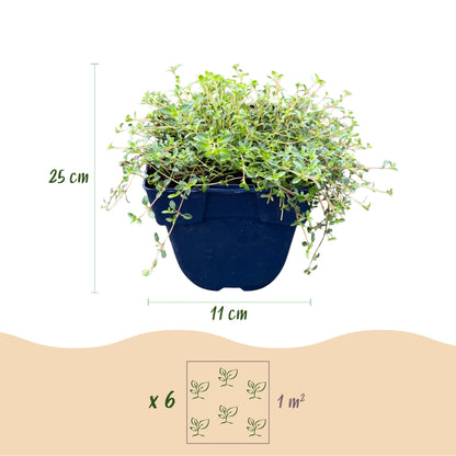 Kriech-Thymian 'Minor' – Thymus praecox 'Minor' – 6 Pflanzen – Topf Ø11cm – Ansicht 3