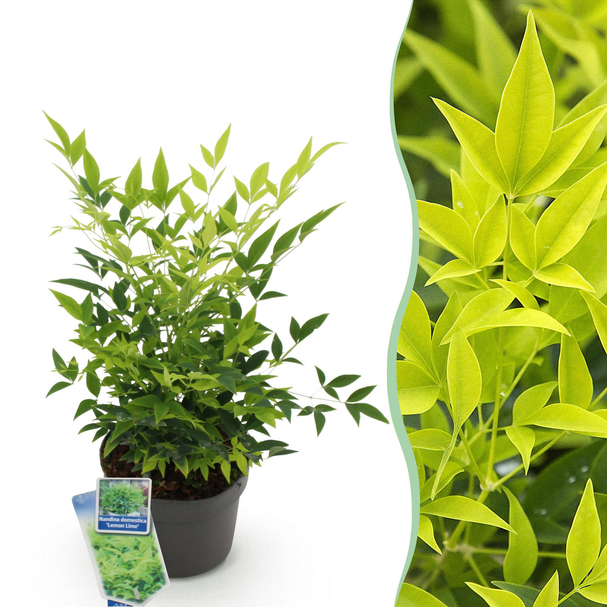 GreenboutiQ - Gartenpflanze - Nandina Lemon & Lime - Gelb - 1 Pflanze - Immergrün - Wenig Pflege - Topf 17cm Höhe 45cm 
