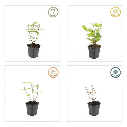 Hypericum inodorum 'Beauty' – 48 Pflanzen – ↕10-25 cm – Ø9 cm – Winterharter Zierstrauch – Gelbe Blüten – Bienenfreundlich – Pflegeleicht 