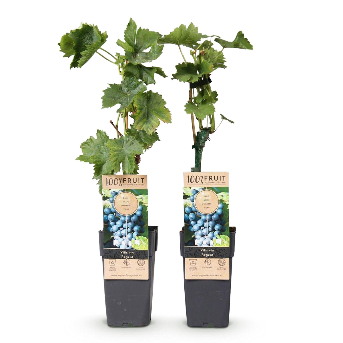 Weinrebe – Blaue Traube – Vitis vinifera Regent – Obstpflanze – 2 Pflanzen – 15cm – Höhe ca. 50cm 