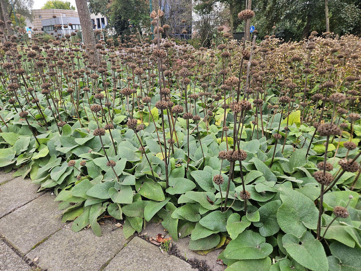 Russel Brandkraut Phlomis russeliana – ↕10-25cm – Ø9cm – Winterhart & Bienenfreundlich – Ansicht 34