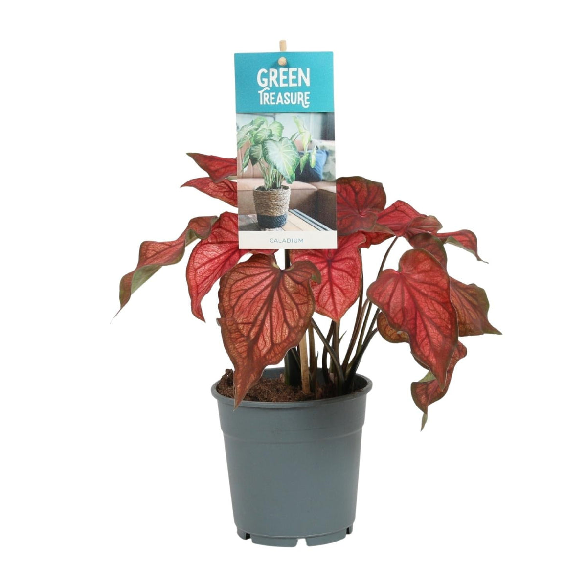 Caladium Rot – Angel Wings – Ø12cm – ↕25cm – Tropische Zimmerpflanze mit roten Blättern – Pflegeleicht & dekorativ – Für halbschattige Standorte 