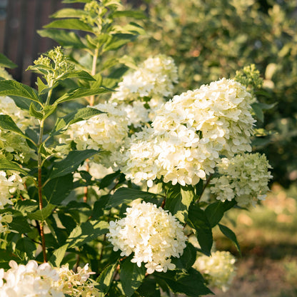 Green boutiQ - Gartenpflanze - Hydrangea panniculata Limelight - Schneeballhortensie - Winterhart - Limettengrün - 3 Pflanzen - Topf 12cm - Höhe 20-30cm 