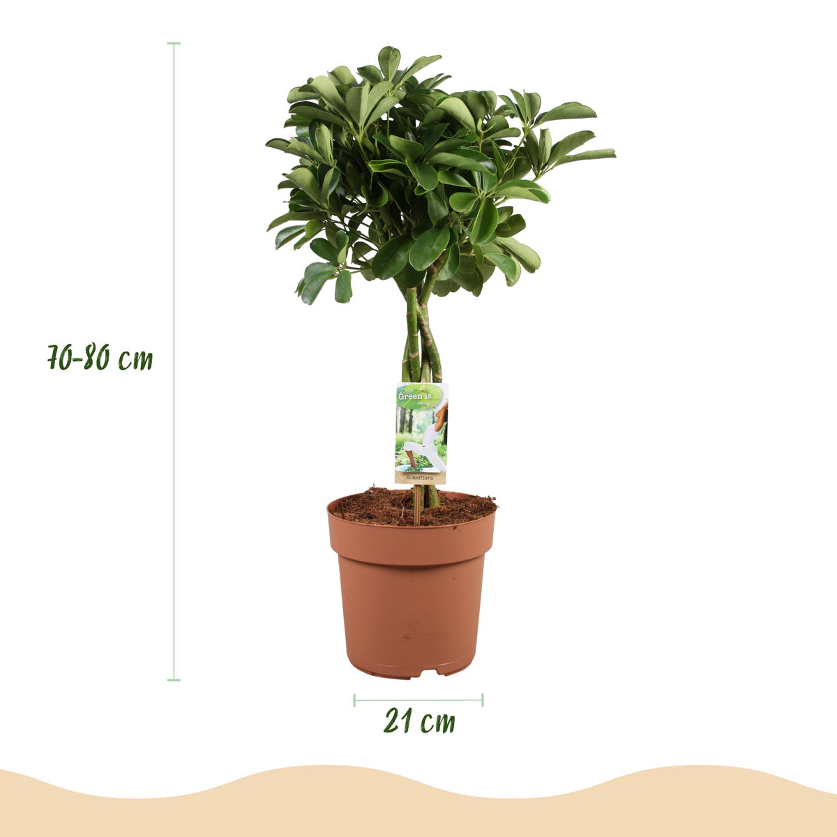 Green boutiQ - Zimmerpflanzen - Schefflera Nora - Fingerbaum - Wenig Pflege - Grün - 1 Pflanze - Topf 21cm - Höhe 70-82cm 