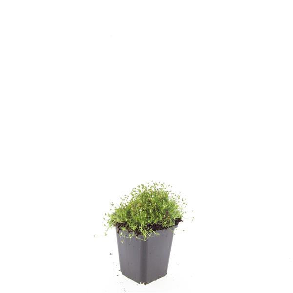 Sagina subulata Irisches Moos – Bodendecker Set Ø9cm – Immergrün & trittfest – Ansicht 23