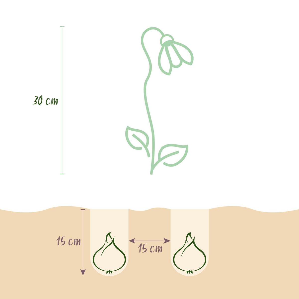 GreenboutiQ - Blumenzwiebeln - Leucojum Aestivum - Farbe Weiß - 20 Stück - Zwiebelgröße 8/9 - XXL Pack 