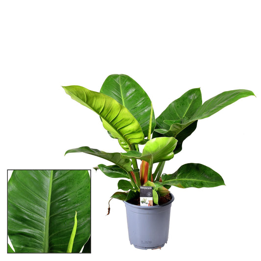 Philodendron Imperial Green – Zimmerpflanze – Ø19cm – ca. 55cm hoch – Kräftige, großblättrige Dschungelpflanze – Pflegeleicht & luftreinigend 