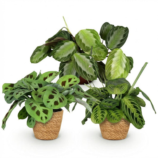 Green boutiQ - Zimmerpflanze - Marantha Silverband, Marantha Lemon Lime Marantha Kerchoveana - Gebetspflanze - Haustierfreundliche Pflanze - Grün - 3 Pflanzen - mit Korb - Topf 12cm - Höhe 25cm 