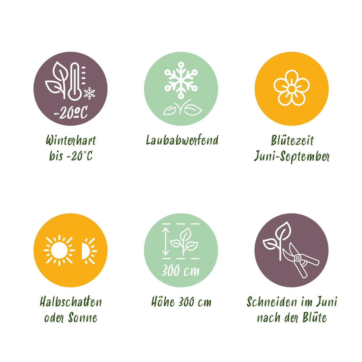 Kletterpflanze Clematis Nelly Moser – Rosa Blüten – Wenig Pflege – 2 Pflanzen – 11 cm Höhe 40 cm – Für Garten, Balkon & Pergolen 
