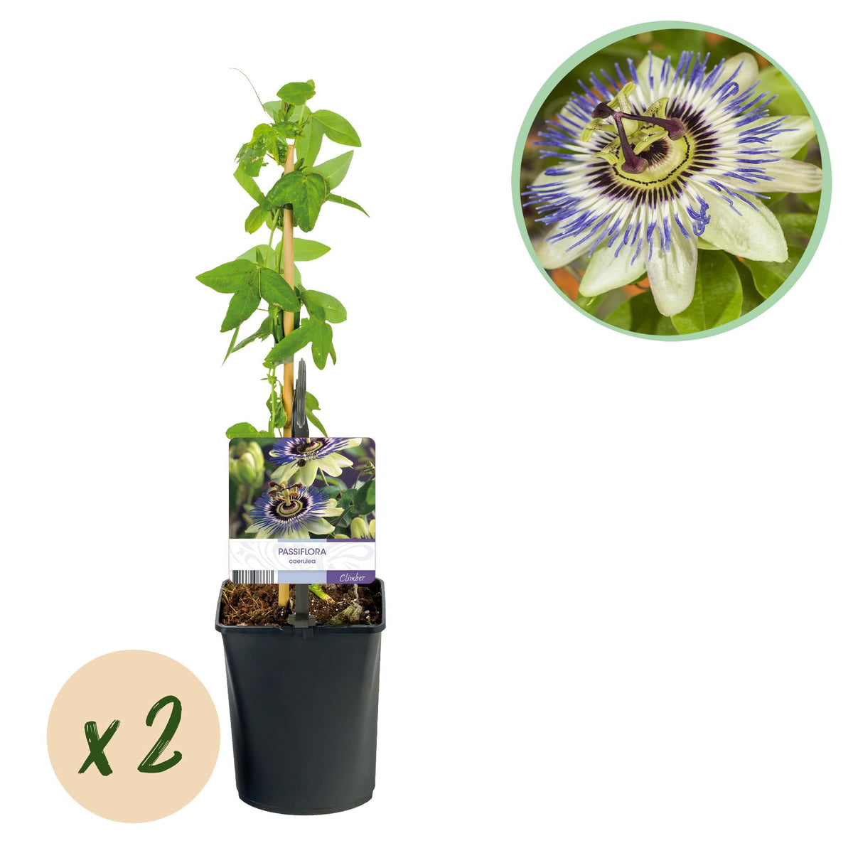 Passionsblume - Passiflora caerulea - Blüte Blau mit Grün Weiß - Wenig Pflege - 2 Pflanzen - Topf 11cm Höhe 40cm 