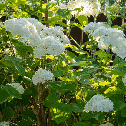 Green boutiQ - Gartenpflanze - Hydrangea arborescens Annabelle - Hortensie - Winterhart - Weiß - 1 Pflanze - Topf 12cm - Höhe 20-30cm 