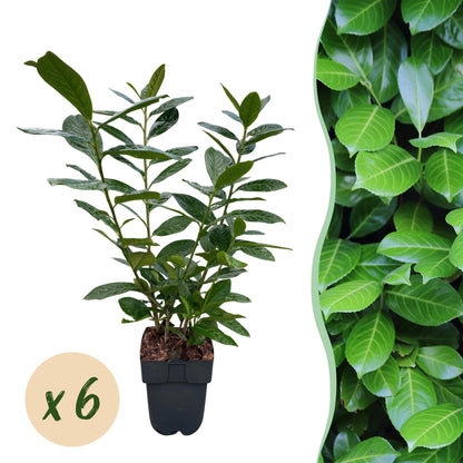 Kirschlorbeer Prunus laurocerasus Novita – Heckenpflanze – Blatt grün – 6 Pflanzen – 1  laufender Meter – Immergrün – 17 cm Höhe 50 cm – Winterhart & Pflegeleicht 