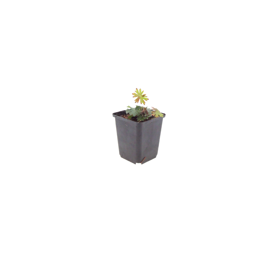 Geranium sanguineum Blut Storchschnabel Blühende Staude für Beet Steingarten Bodendecker Ø9cm 6 Stück