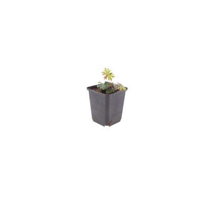 Geranium sanguineum Blut Storchschnabel Blühende Staude für Beet Steingarten Bodendecker Ø9cm 6 Stück