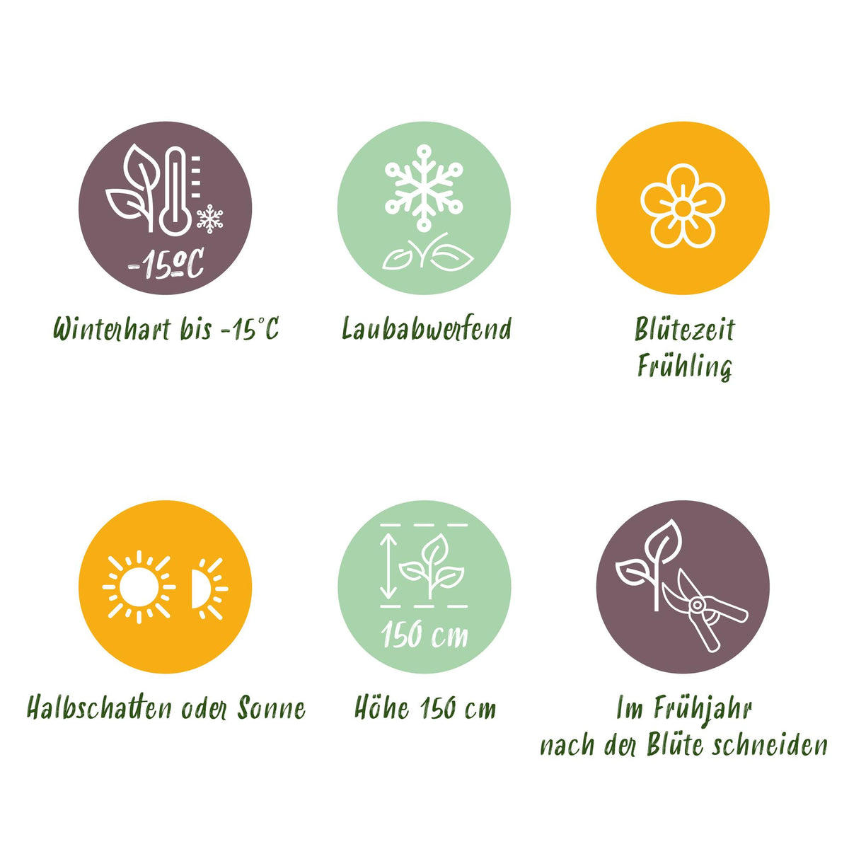 GreenboutiQ - Gartenpflanze - Magnolia stellata Royal Star - Blüte Weiß - 1 Pflanze - Laubabwerfend - Wenig Pflege - Topf 12cm Höhe 30cm 