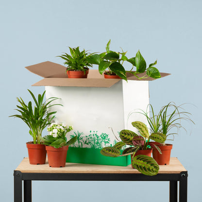 Zimmerpflanzen 6er Set – Save Me Box – Überraschungs-Zimmerpflanzen – Pflegeleicht & Vielseitig 