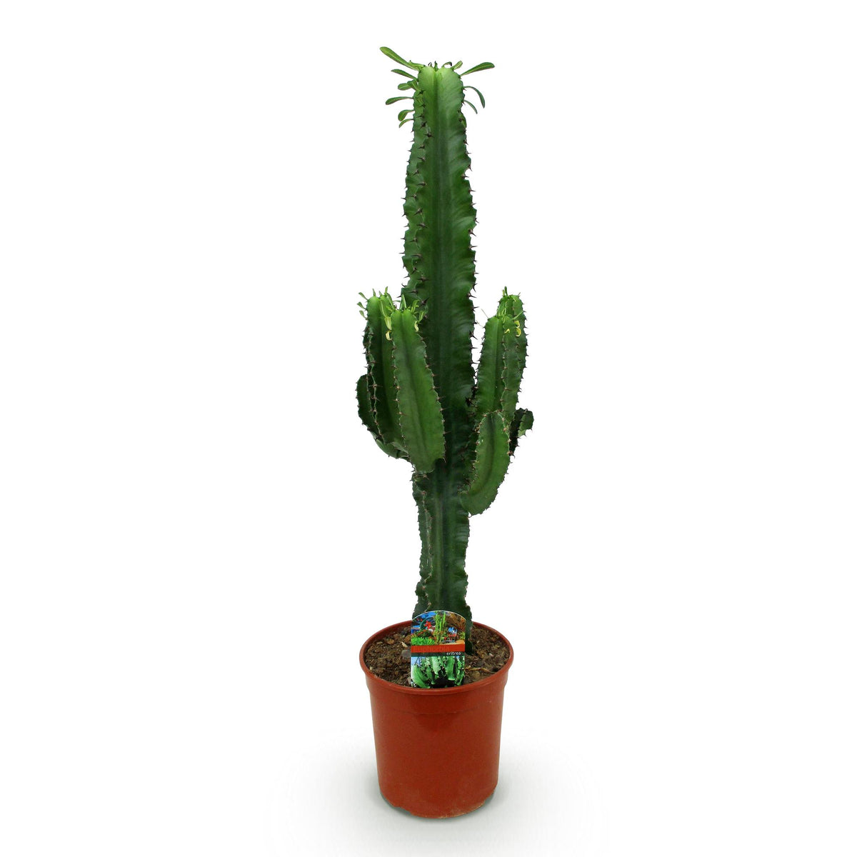 Wolfsmilchkaktus Euphorbia Eritrea – Afrikanischer Milchbaum – 70cm – 19cm – Pflegeleichte Sukkulente mit markanten Stängeln – Robuste Zimmerpflanze 