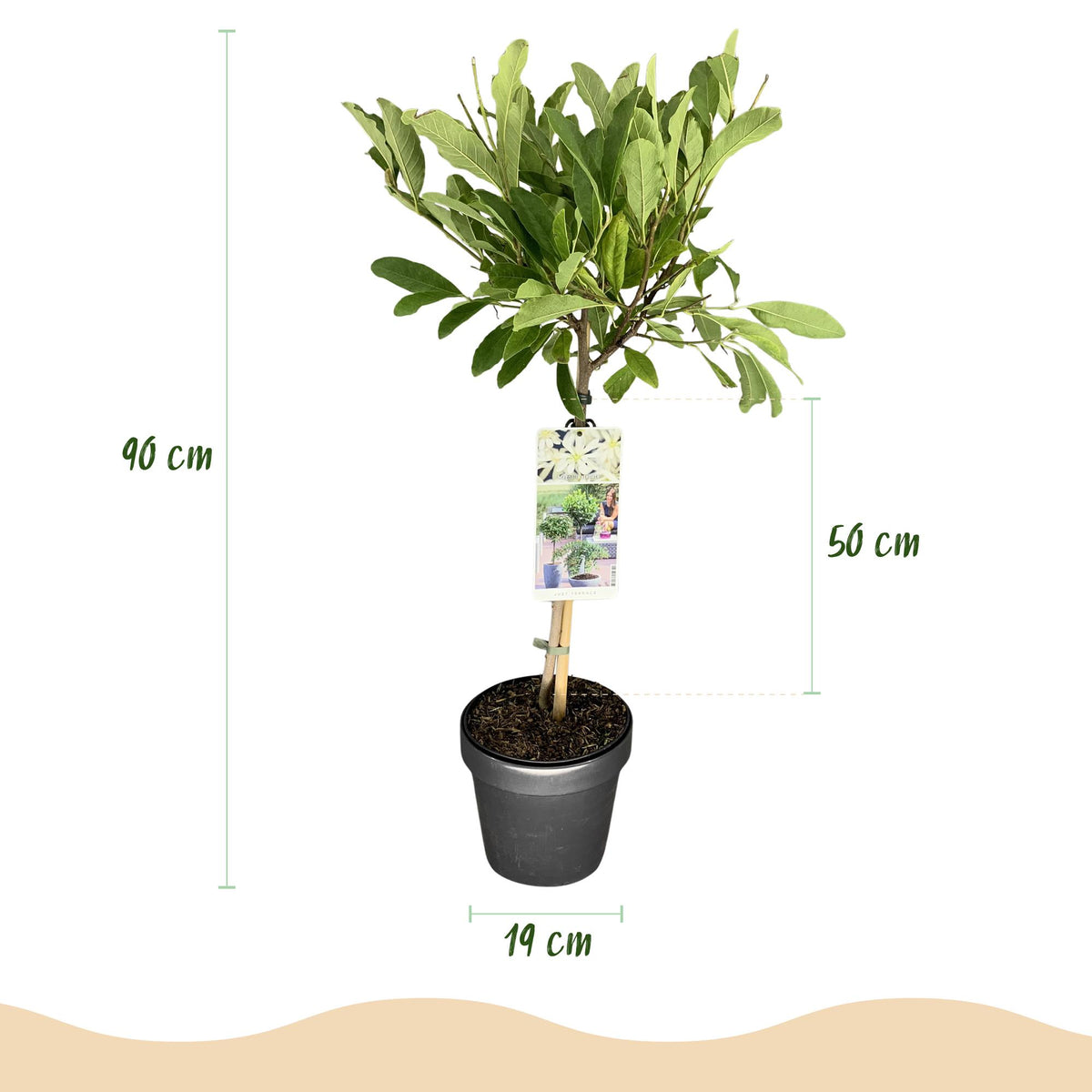 GreenboutiQ - Stamm Pflanze - Magnolia stellata - Terrassenpflanze - Laubabwerfend - Winterhart - Weiße Blüte - Topf 19cm Höhe 90cm 