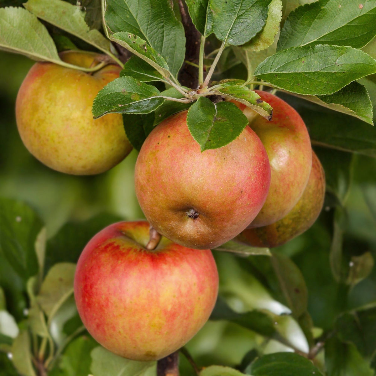 Apfelbaum – Malus domestica 'Elstar' – Rote & grüne Äpfel – Obstbaum für Garten & Balkon – Pflegeleicht – Topf Ø21 cm – Höhe ca. 90 cm 