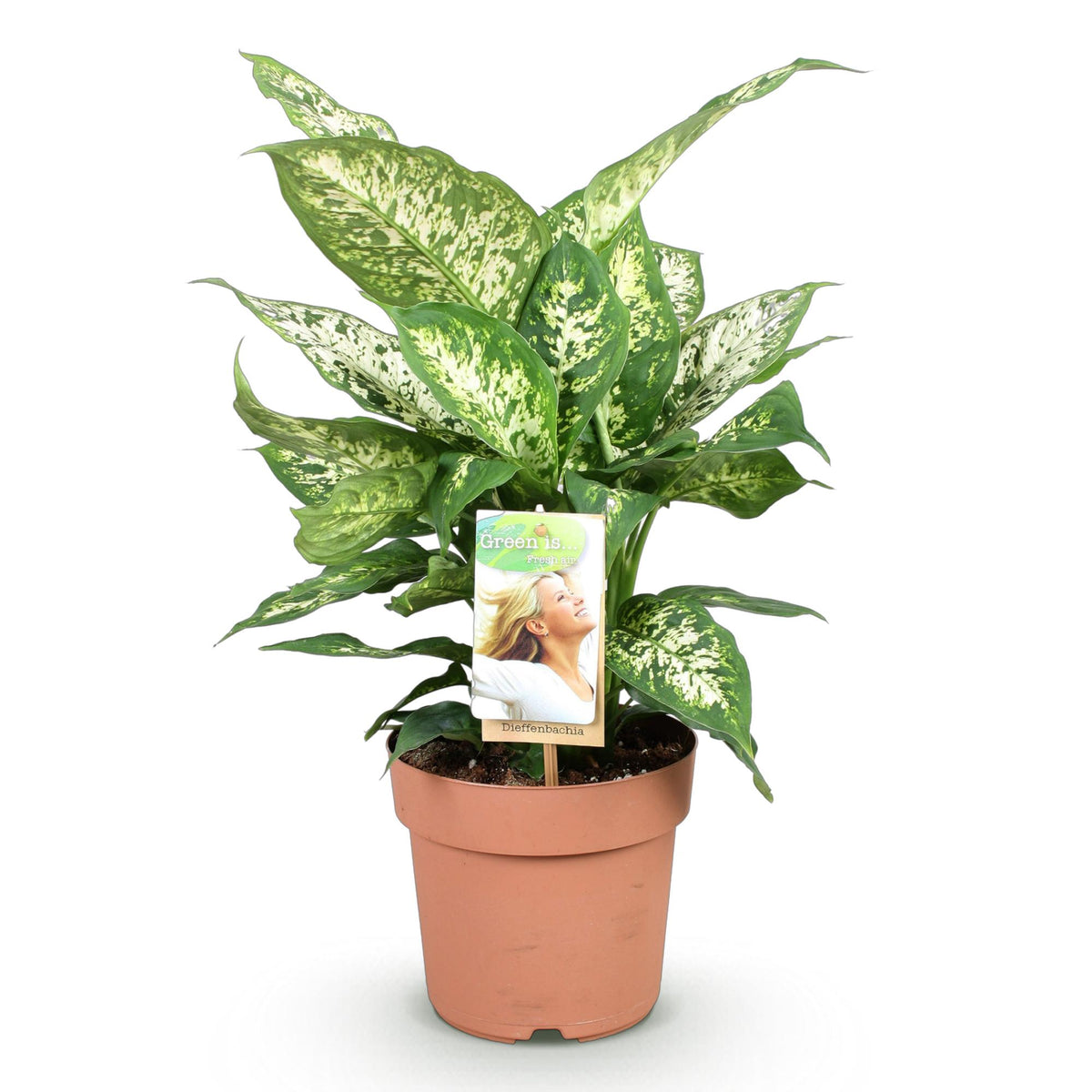 Green boutiQ - Zimmerpflanzen - Diefenbachia Compacta - Dieffenbachia - Wenig Pflege - Bunt - 1 Pflanze - Topf 17cm - Höhe 45-50cm 