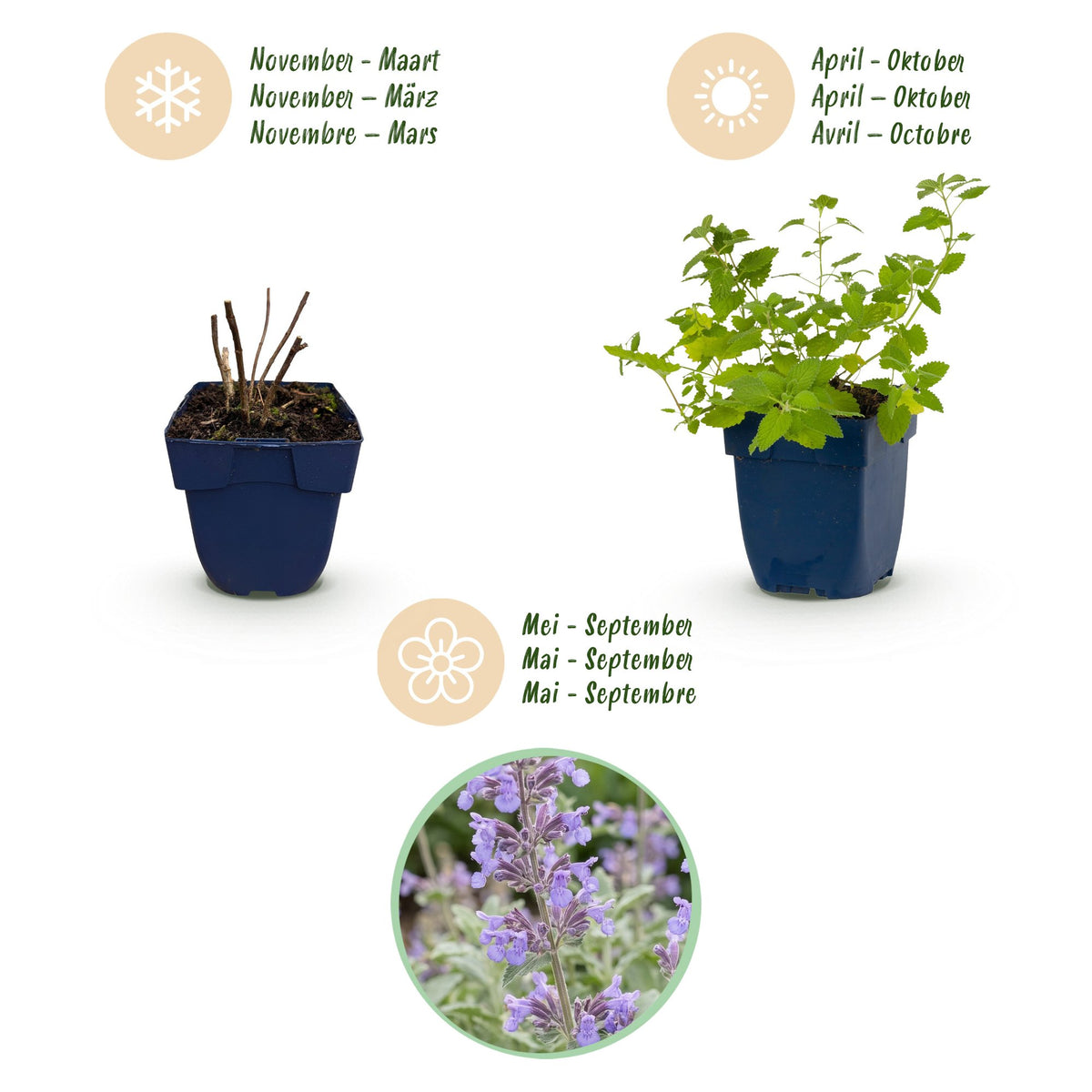 Katzenminze – Nepeta faassenii – Topf Ø11cm – Bienenfreundliche Staude für Garten & Balkon – Ansicht 4