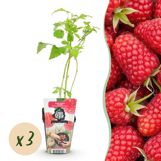 Himbeere Rubus idaeus Heritage winterhart 3 Pflanzen Ø9cm Höhe 30cm – Rote Himbeere für Garten Beet Balkon & Terrasse – Ertragreiche Obstpflanze 