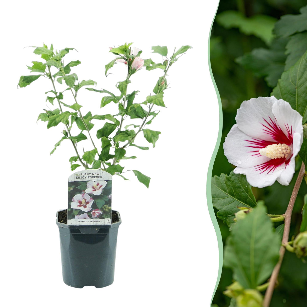 Garteneibisch Hibiscus syriacus Hamabo – Strauch – Blüte Hellrosa – Pflegeleicht – 17cm Höhe 45cm – Für sonnige & halbschattige Standorte – Schmetterlingsfreundlich 