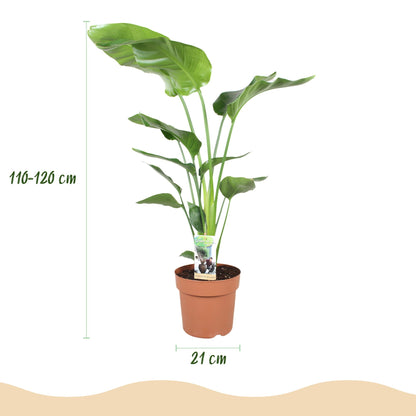 Green boutiQ - Zimmerpflanzen - Strelitzia Nicolai - Paradiesvogelblume - Geringer Pflegeaufwand - Grün - 1 Pflanze - mit Potter Grau - Topf 21cm - Höhe 110-120cm 