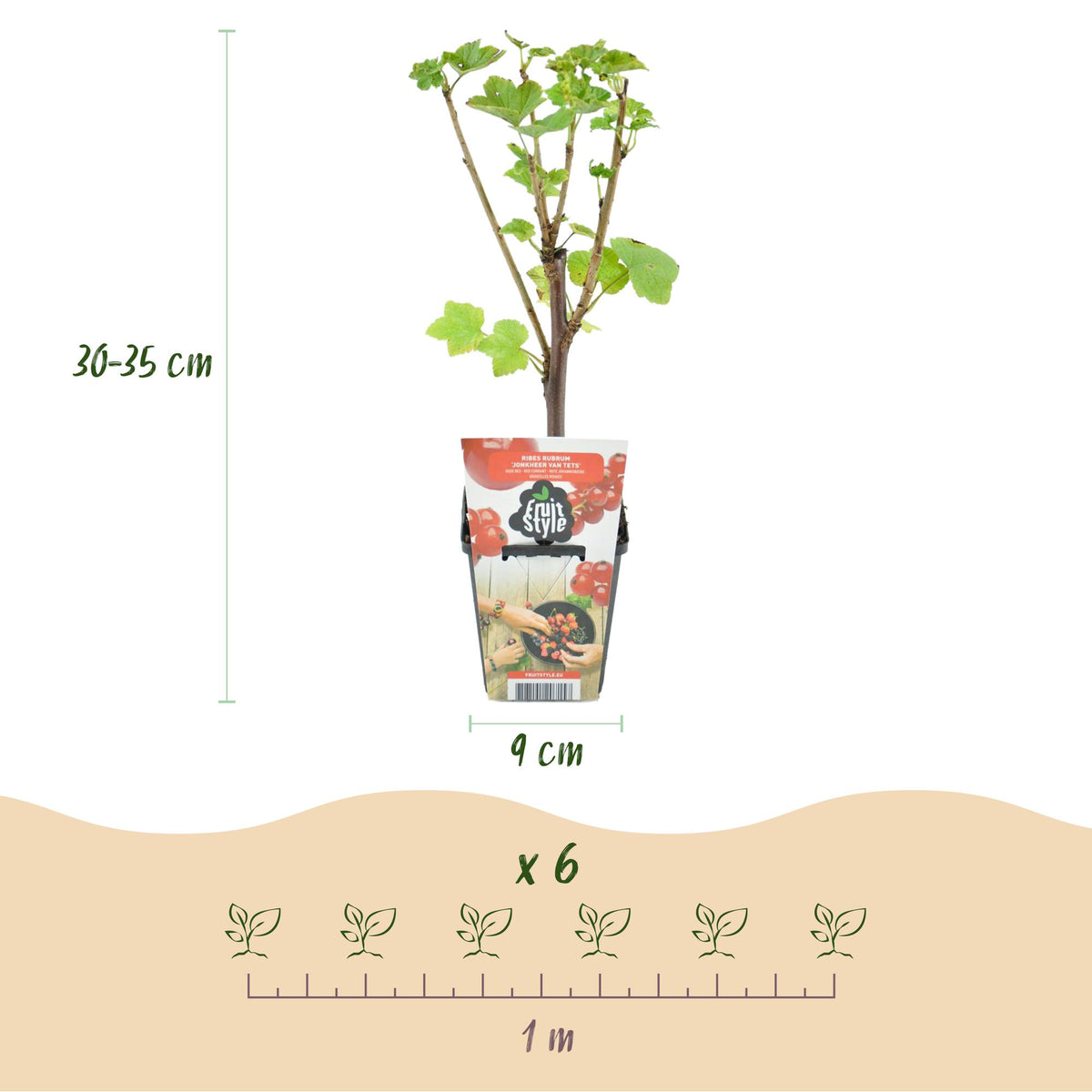 Obstpflanzen Set winterhart 4 Pflanzen Ø9cm Höhe30cm – Rote Johannisbeere Gelbe Himbeere Schwarze Brombeere Blaubeere – Für Garten Balkon & Terrasse 