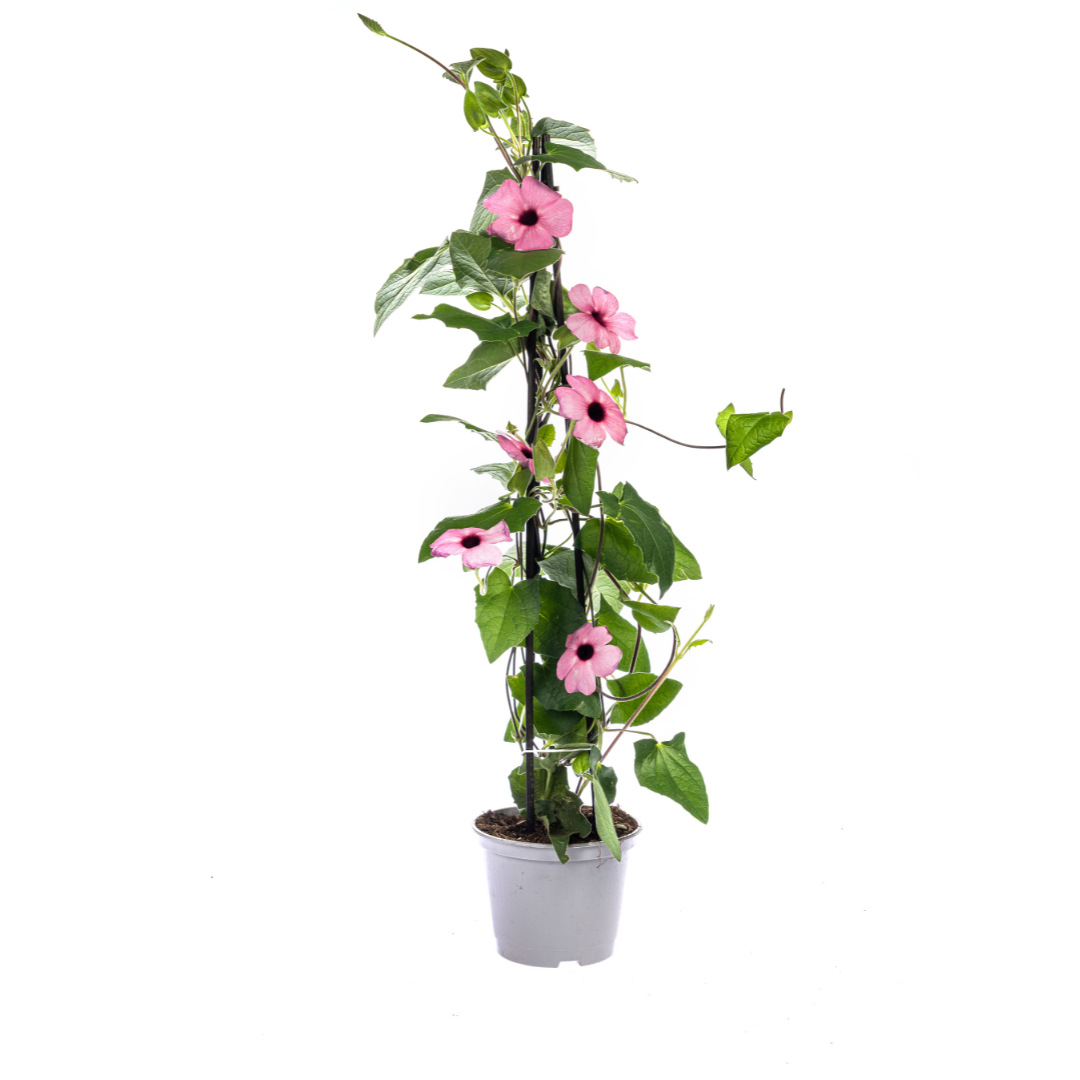 Schwarzäugige Susanne - Thunbergia alata Sunny Susy Mix Ø13 cm - ↕60 cm - 4 Pflanzen 