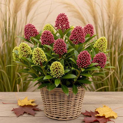 GreenboutiQ - Terrassenpflanze - Skimmia japonica Festival - Blüte Weiß & Rot - 15+ Blüten - 1 Pflanze - Winterhart - Topf 15cm Höhe 30cm 
