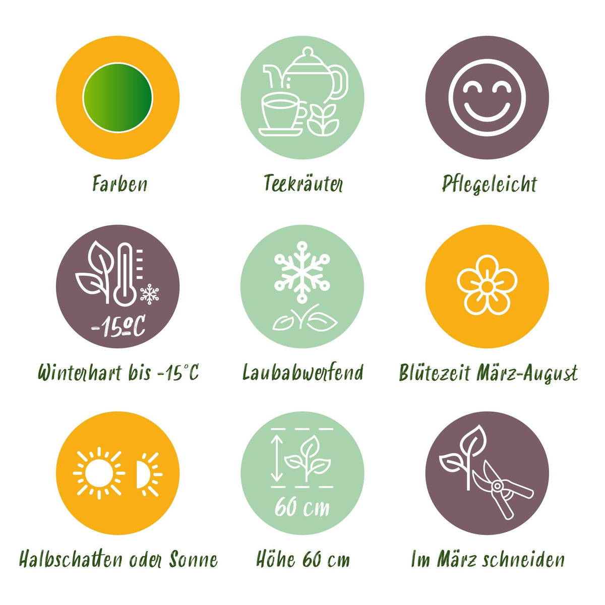 Staudenset Teekräuter – 6 aromatische Kräuterstauden für ca. 1 m² – Für frischen Kräutertee aus dem eigenen Garten – Pflegeleichtes Kräuterpaket – Ø11 cm
