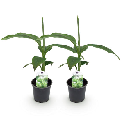 Bananenpflanze Musa Basjoo – 2 Pflanzen – Winterhart – Obstpflanze – Ø12 cm, Höhe ca. 30 cm – Exotische Gartenbanane für Beet, Terrasse & Balkon 