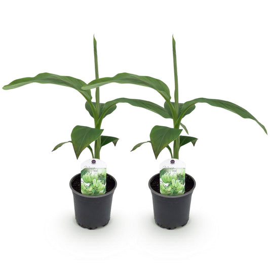Bananenpflanze Musa Basjoo – 2 Pflanzen – Winterhart – Obstpflanze – Ø12 cm, Höhe ca. 30 cm – Exotische Gartenbanane für Beet, Terrasse & Balkon 