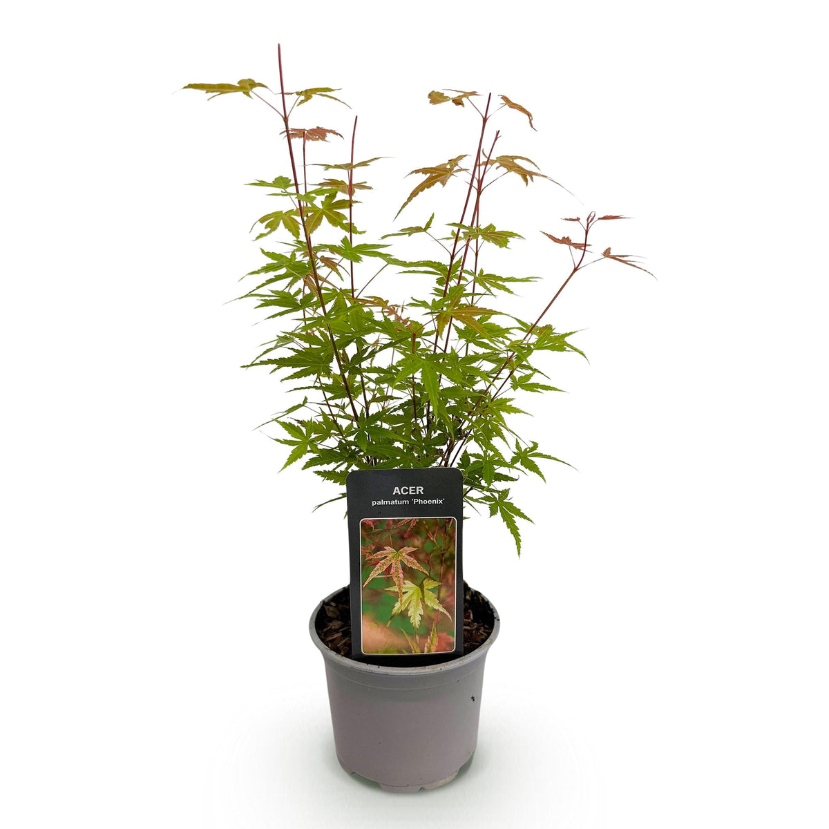 GreenboutiQ - Gartenpflanze - Acer palmatum Phoenix - Rosa - 1 Pflanze - Laubabwerfend - Wenig Pflege - Topf 12cm Höhe 35cm 