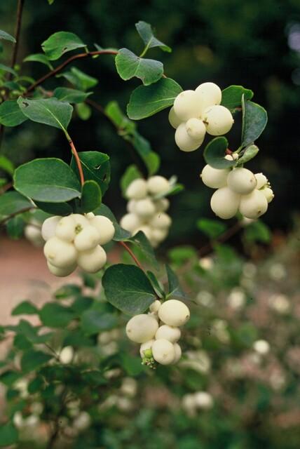 Niedrige Purpurbeere Symphoricarpos ch. 'Hancock' – 6 Pflanzen – Winterharter Strauch – Weiße Blüten & Beeren – Ø9cm – ↕10–25cm – Pflegeleicht & Wetterbeständig 