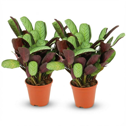 Korbmarante Ctenanthe Amagris – 2 Pflanzen – Ø14cm – Höhe 25–35cm – Gebetspflanze mit graugrünem Blattwerk – Luftfeuchteliebende Zimmerpflanze 
