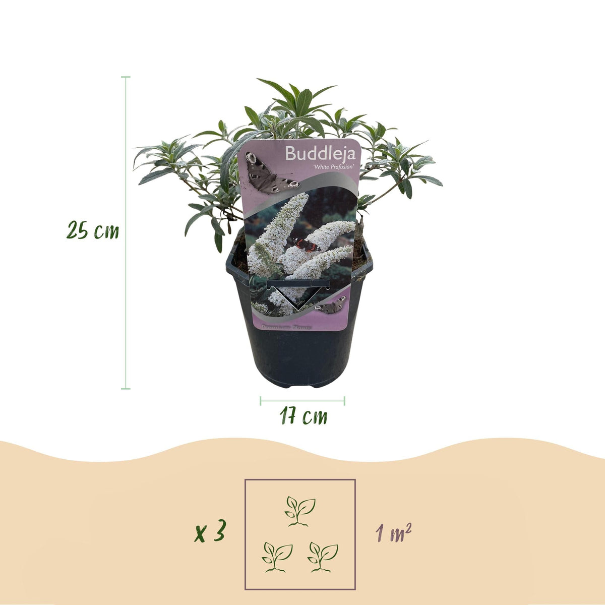 Schmetterlingsstrauch Buddleja davidii White Profusion – Weiße Blüten – Bienfreundlich & Schmetterlingsanziehend – Laubabwerfend – Höhe 17–25cm 
