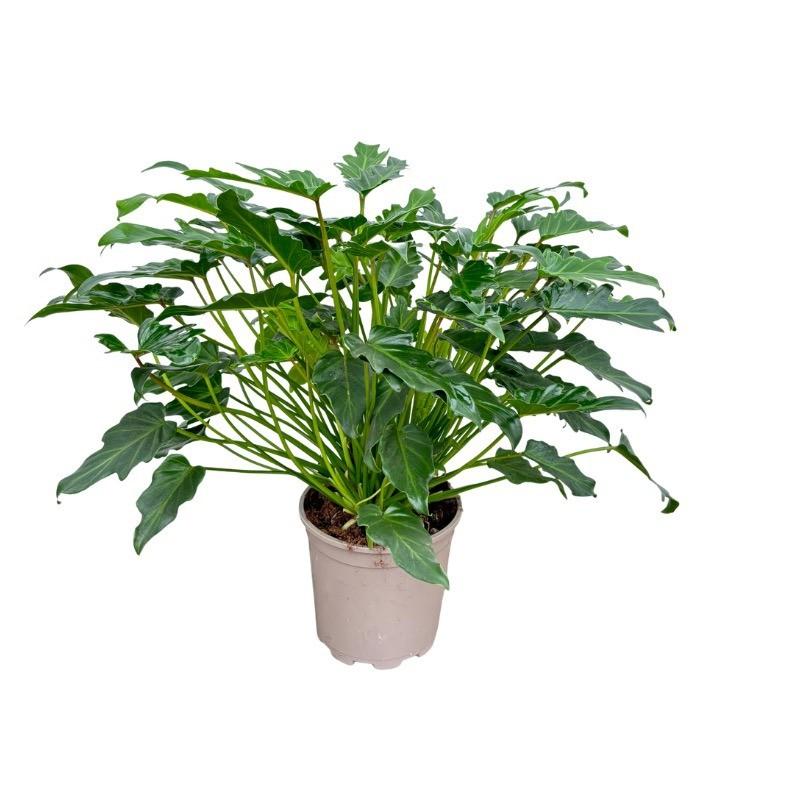 Philodendron Xanadu - 60cm 