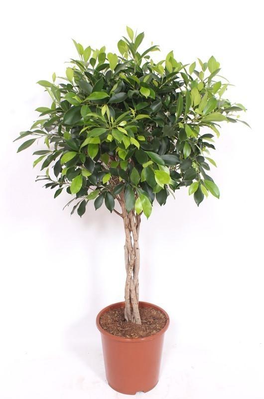 Ficus Nitida geflochtener Stamm – Chinesische Feige – Höhe ca.120cm Zimmerpflanze – Immergrüne Zierpflanze für Wohnzimmer Büro & Wintergarten – Pflegeleicht & dekorativ 