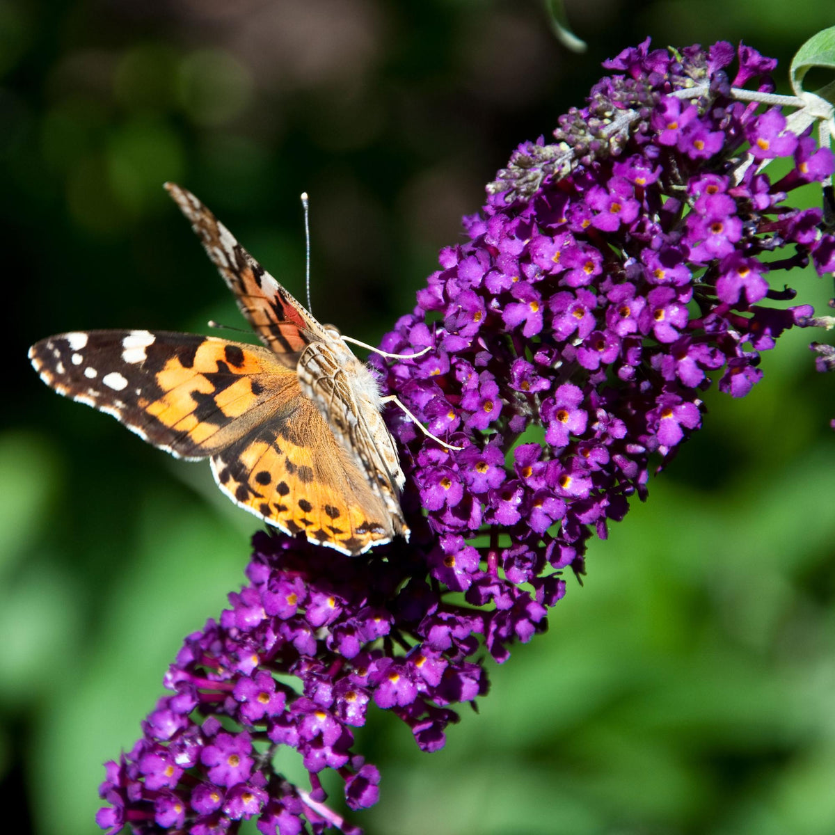 Schmetterlingsstrauch Buddleja davidii Purple Emperor – Blüte Lila – Schmetterlingsanziehend – 17 cm Höhe 25 cm – Pflegeleicht & Sonnentolerant 