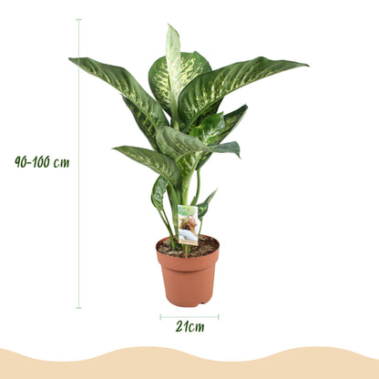 Green boutiQ - Zimmerpflanzen - Diefenbachia Tropic Snow - Dieffenbachia - Wenig Pflege - mit Potter Weiß - Bunt - 1 Pflanze - mit Potter Weiß - Topf 21cm - Höhe 90-100cm 