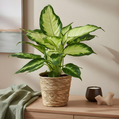 Green boutiQ - Zimmerpflanzen - Diefenbachia Camilla - Dieffenbachia - Wenig Pflege - mit Korb - Bunt - 1 Pflanze - Topf 17cm - Höhe 45-50cm 