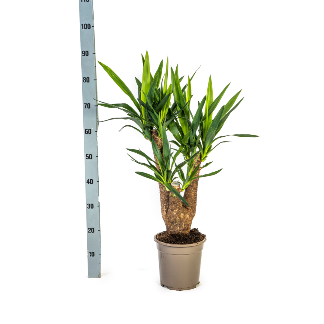 Riesen-Palmlilie - Yucca Elephantipes – Zimmerpflanze – Ø21 cm – Höhe 60-70 cm – Robuste & pflegeleichte Grünpflanze für modernes Interieur 
