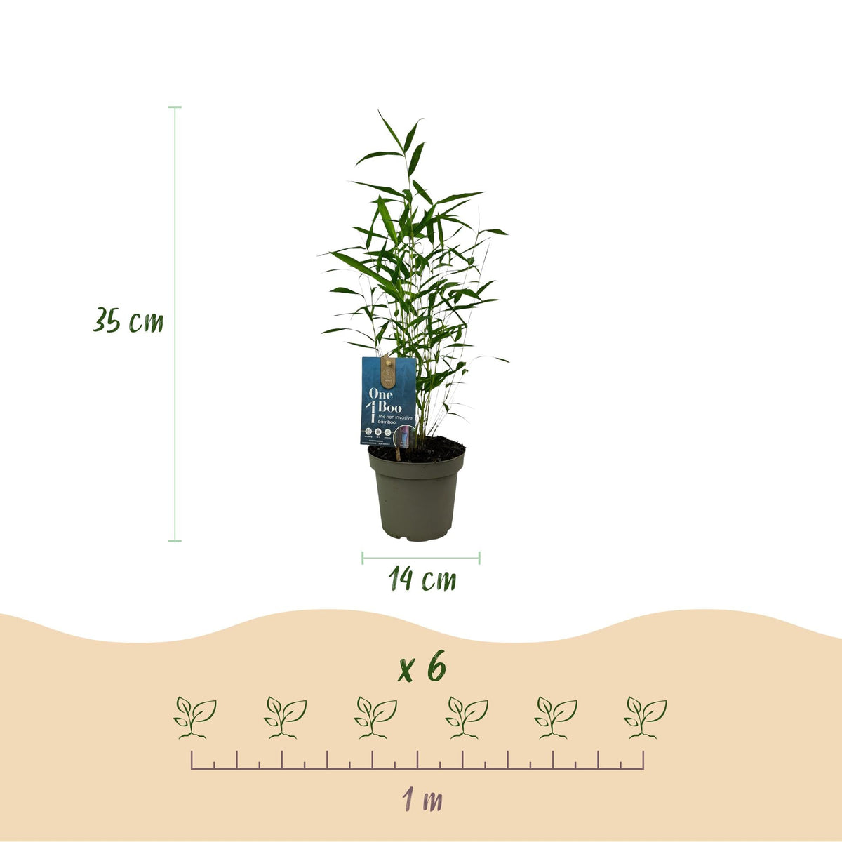 Fargesia Blue Dragon Bambus – 6 Pflanzen – Ø14cm 35cm Höhe – immergrüner nicht ausbreitender Gartenbambus für Hecke Sichtschu
