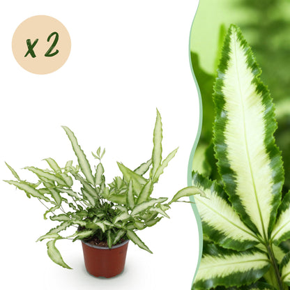 Green boutiQ - Zimmerpflanze - Pteris cretica Albolineata - Streifenfarn - Haustierfreundlich - Bunt - 2 Pflanzen - Topf 12cm - Höhe 28-30cm 