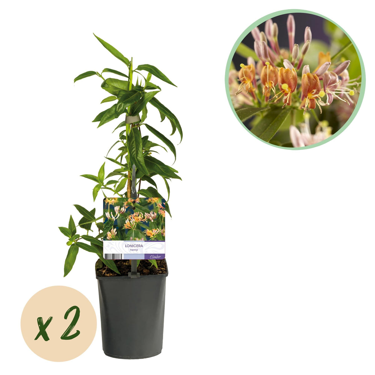 Geißblatt - Lonicera henryi - Blüte Rosa - Wenig Pflege - 2 Pflanzen - Topf 11cm Höhe 40cm 