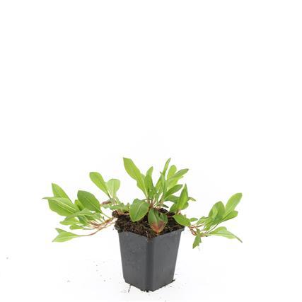 Schneckenknöterich Persicaria aff. 'Darjeeling Red' – ↕10-25cm – Ø9cm – Rotes Laub – Sonne & Halbschatten – Ansicht 20
