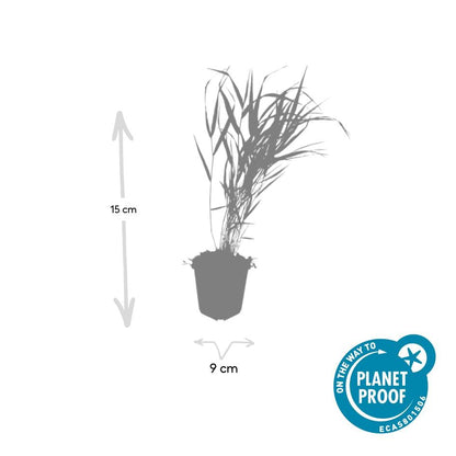 Japan-Zwergschilf Hakonechloa macra – 48 Pflanzen – ↕10-25 cm – Ø9 cm – Japanisches Waldgras – Bodendecker & Ziergras – Pflegeleicht & winterhart 