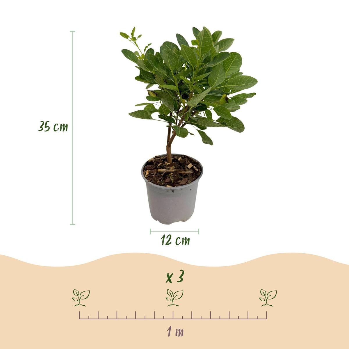 GreenboutiQ - Gartenpflanze - Cotinus coggyria Young Lady - Grün 1 Pflanze - Laubabwerfend - Wenig Pflege - Topf 12cm Höhe 35cm 